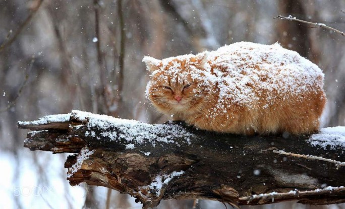 Мокрый снег и гололедица ожидаются в Беларуси 5 января