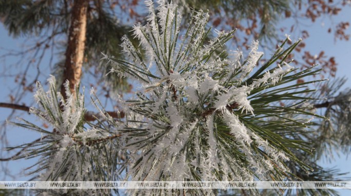 Мокрый снег и до +4°С ожидается в Беларуси 29 января