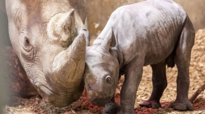 Малыш редкого черного носорога родился в британском зоопарке