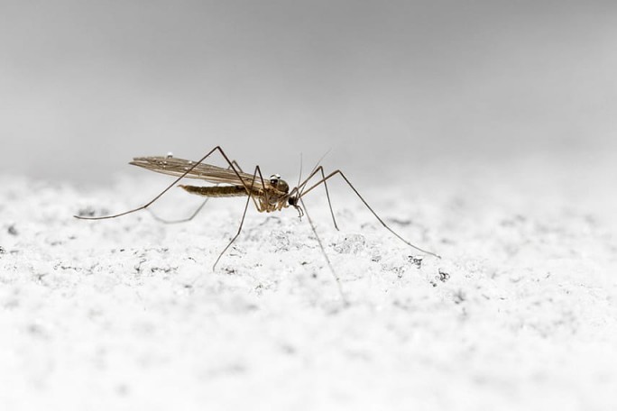 Стало известно, как комары «видят» тепло своих жертв