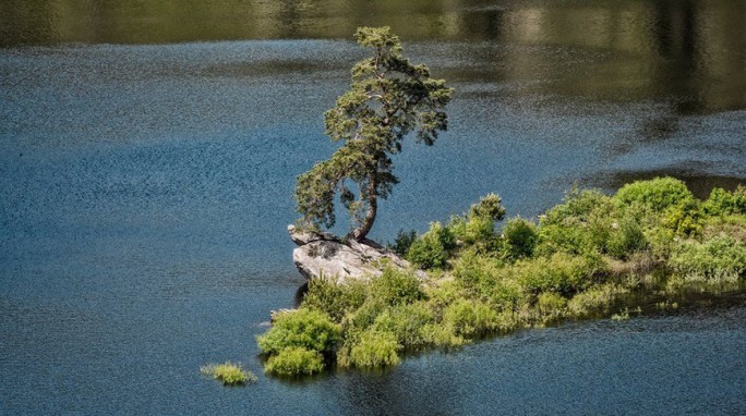 ФОТОФАКТ: Чешская сосна победила в конкурсе лучших деревьев Европы