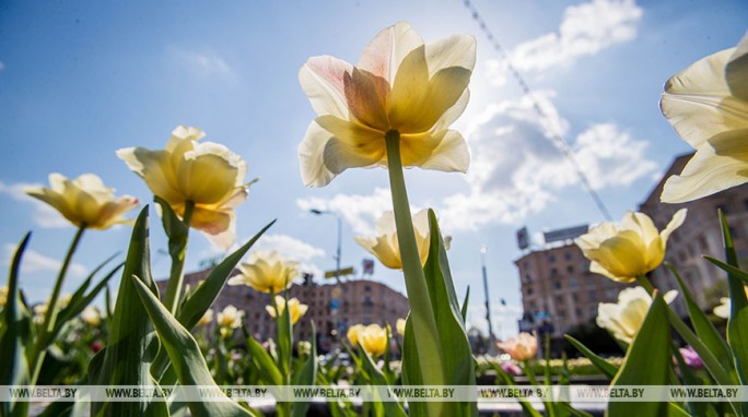 До +27°С ожидается в Беларуси 11 мая