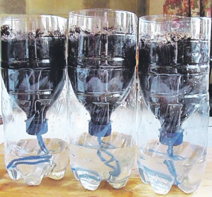Оригинальный метод выращивания рассады в пластиковых бутылках