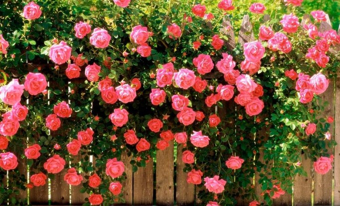 Почему роза теряет листья? Правильный и эффективный уход за цветами в саду
