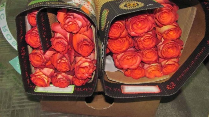 Гродненские таможенники пресекли незаконный ввоз более 20 тыс. роз