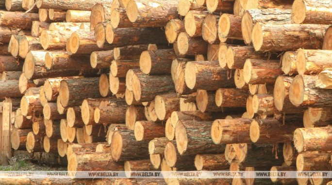 Житель Гродно приговорен к трем годам колонии за незаконную рубку леса