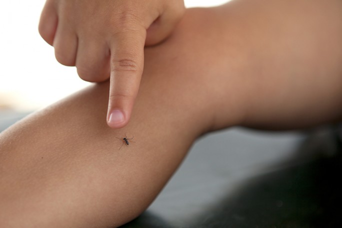 Названы простые способы защититься от комаров без химии