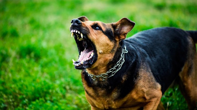 Почему собаки нападают, и что делать, если животное хочет напасть?