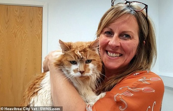 Умер самый старый кот в мире: он прожил 31 год