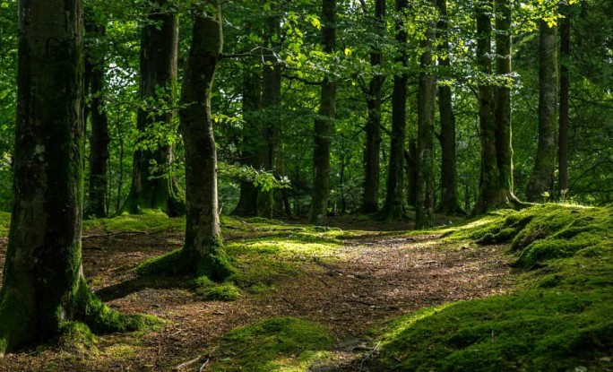 Запреты и ограничения на посещение лесов действуют в шести районах Беларуси