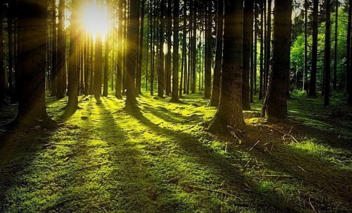 Ограничения на посещение лесов действуют в 34 районах Беларуси