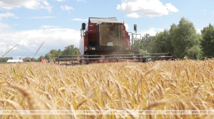 Массовая уборка зерновых началась в Беларуси