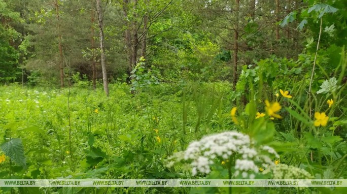 Запреты и ограничения на посещение лесов действуют в 24 районах Беларуси