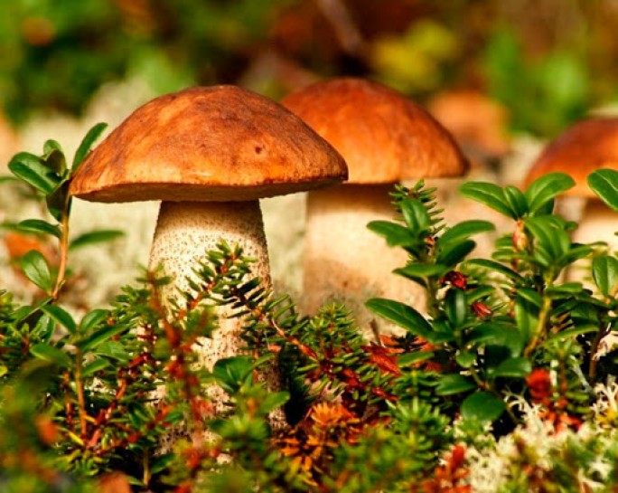 Как правильно собирать грибы: советы для любителей «тихой охоты»