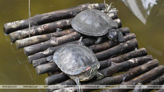 В Индии обнаружили необычную желтую черепаху
