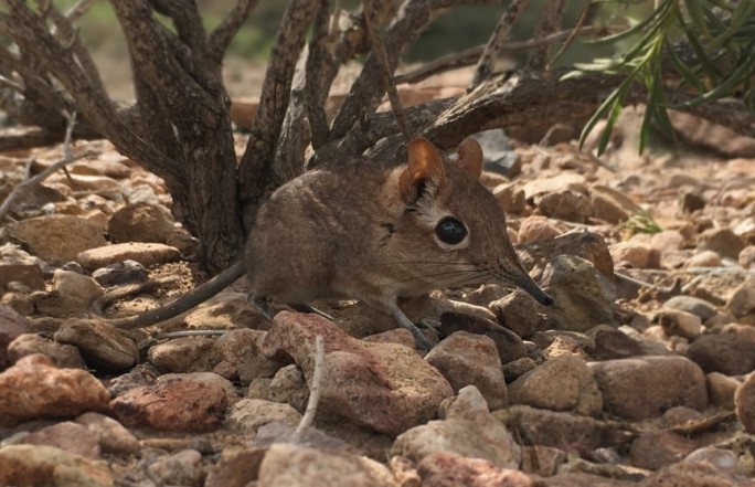 Ученые обнаружили животных, которые 50 лет считались исчезнувшим видом
