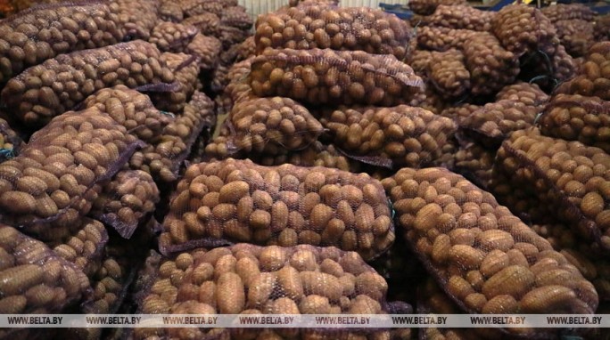 Уборка картофеля началась в Беларуси