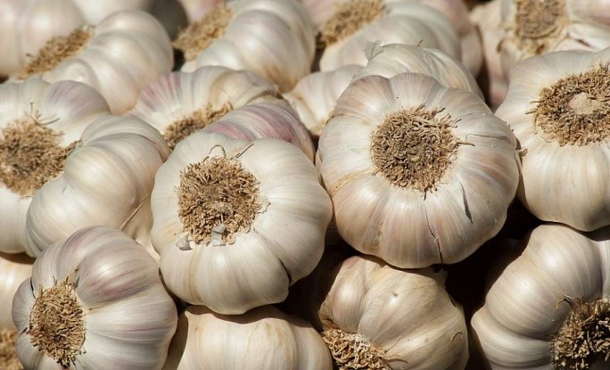 От вампиров и для иммунитета. Когда и как сажать чеснок?