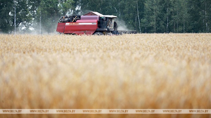 В Беларуси намолотили более 8 млн т зерна