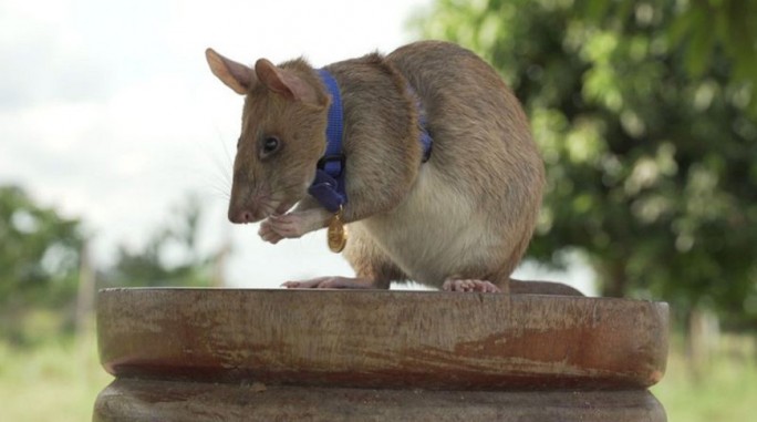 Крыса-сапер получила золотую медаль за храбрость при разминировании полей