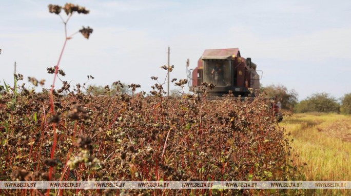 Уборка гречихи и проса завершается в Беларуси