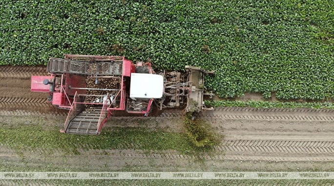 Сахарная свекла в Беларуси убрана более чем с половины площадей