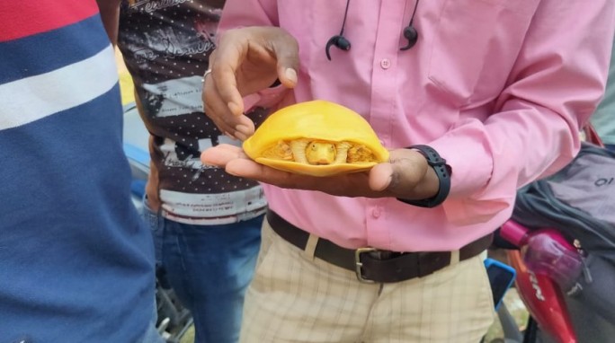 Уникальную желтую черепашку обнаружили в Индии