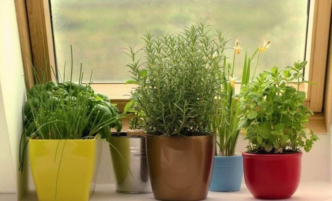 Лук, петрушка и вкусный базилик. Что посадить на подоконнике на зиму