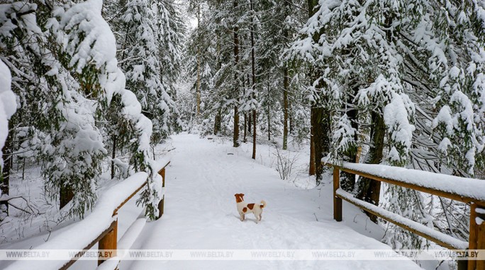 Морозные ночи и утром до −17°С. Погода в Гродно на ближайшие дни