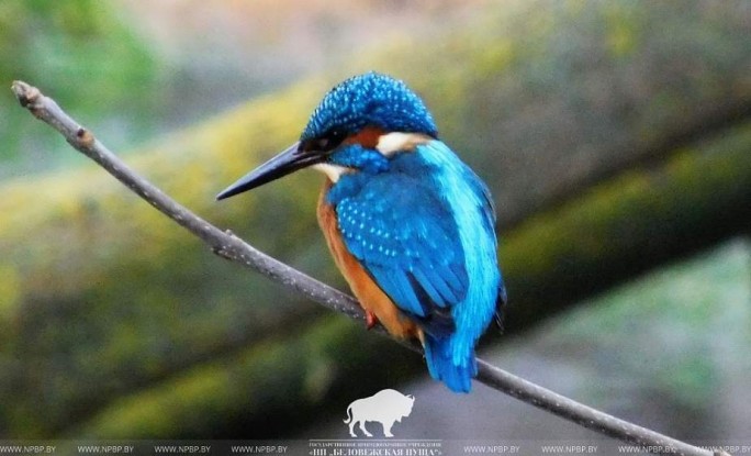 Остались зимовать. Какие птицы-мигранты не улетели на юг из Беловежской пущи