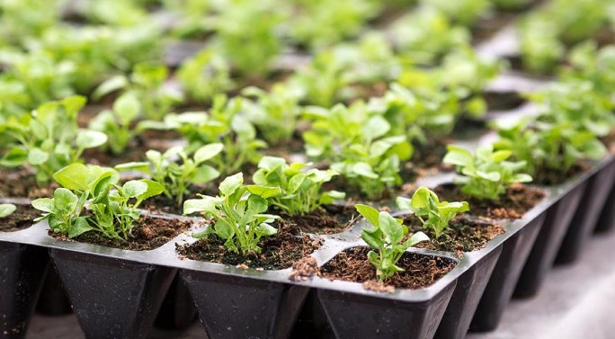 Как равномерно посеять семена. Простой и эффективный способ