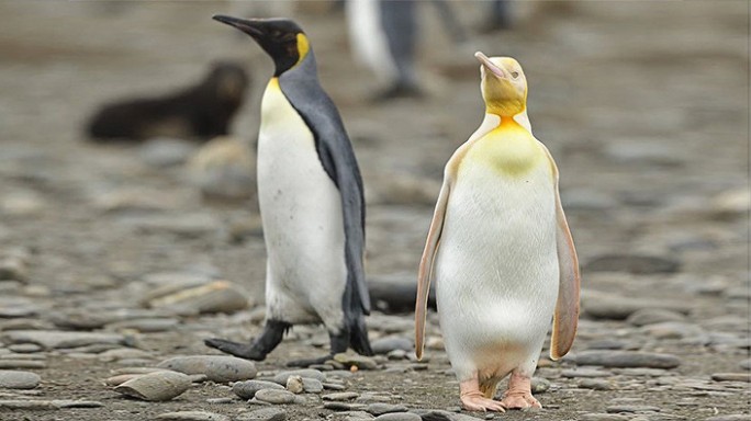 Желтый пингвин попался фотографу из Бельгии