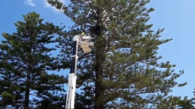Диван оказался на верхушке дерева в Австралии. Как он туда попал?