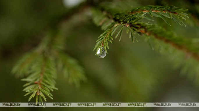 Кратковременные дожди и +16°С ожидается в Беларуси 17 апреля