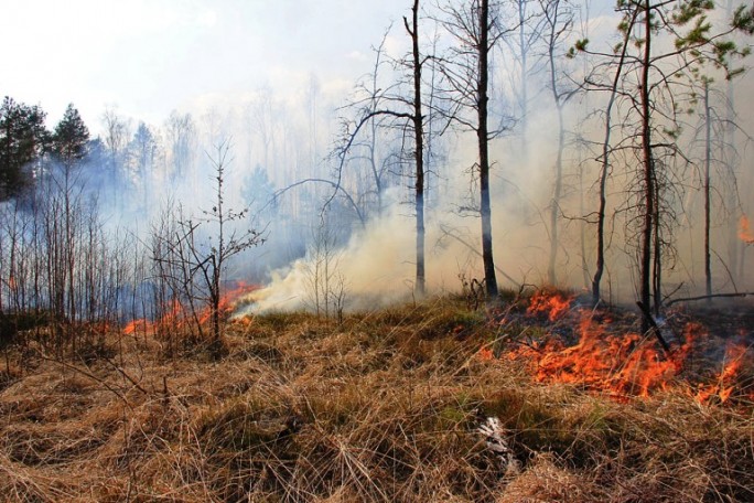 Что делать, если стали свидетелем лесного пожара? Советы от мостовских спасателей