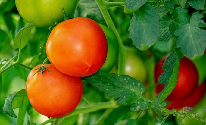 Как правильно высаживать рассаду томатов в теплицу: 3 главные ошибки огородников