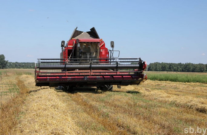 В Беларуси намолочены первые 100 тысяч тонн зерна