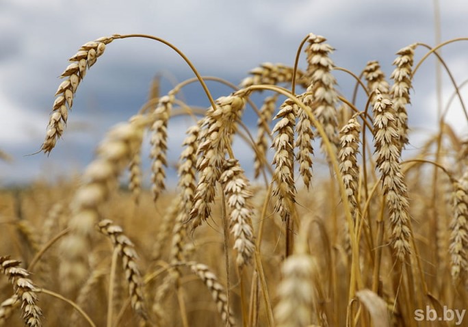 Уборочная-2021: намолочено более 2,4 миллиона тонн зерна