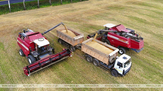 Аграрии Гродненской области собрали более 575 тыс. т зерна