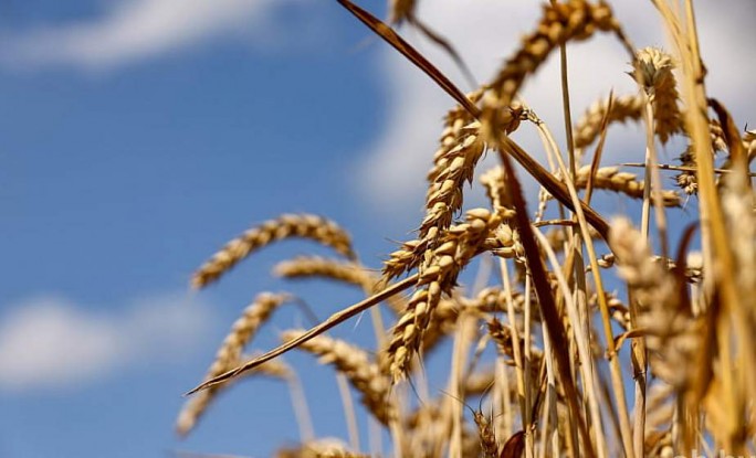 В Беларуси намолочено пять миллионов тонн зерна