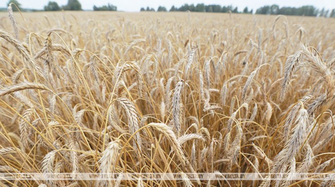 В Беларуси намолочено более 6 млн т зерна
