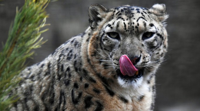 Амурский тигр, снежный барс, зубр, сайгак: в России могут исчезнуть 13 видов животных