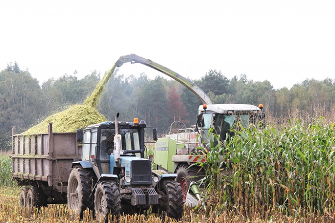 Высокий урожай кукурузы получают в ОАО «Черлёна»