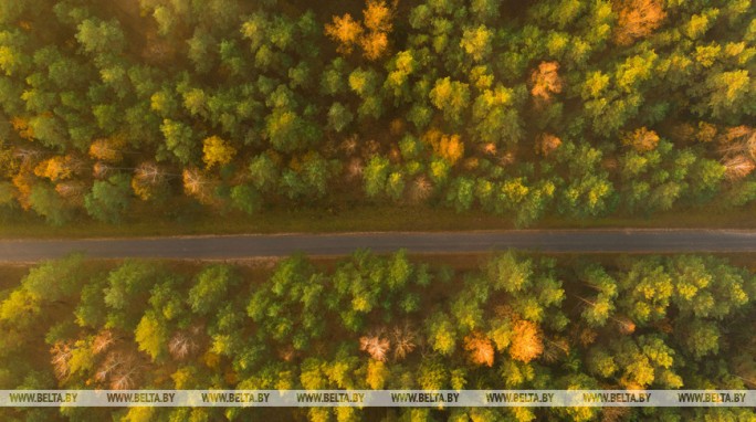 Акция 'Чистый лес' пройдет в Беларуси 9 октября