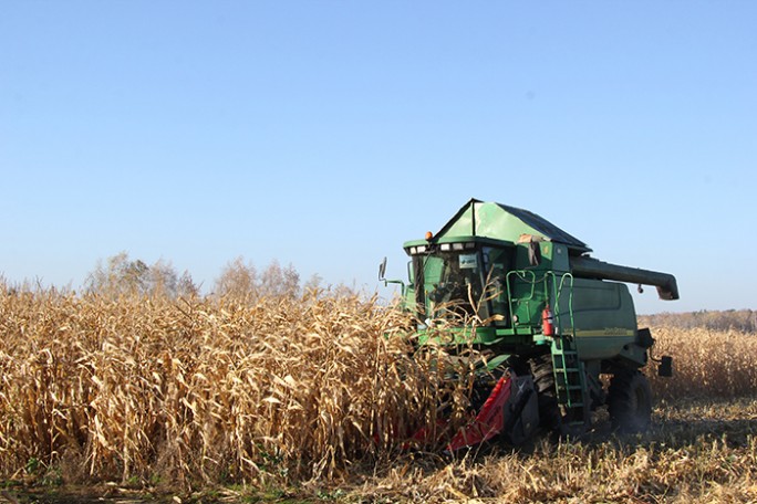 Гудевичские аграрии получают самый высокий урожай кукурузы на зерно