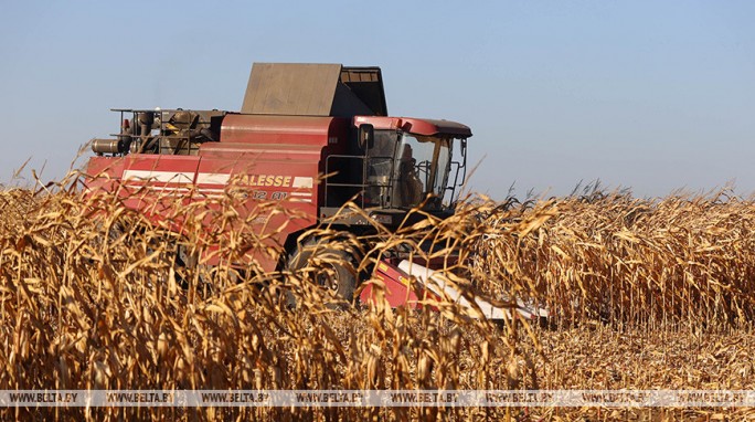 В Беларуси осталось убрать 3,4% площадей кукурузы