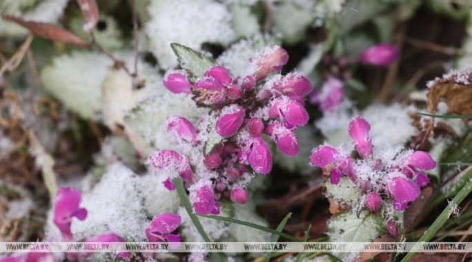 Мокрый снег и дождь ожидаются в Беларуси 18 ноября