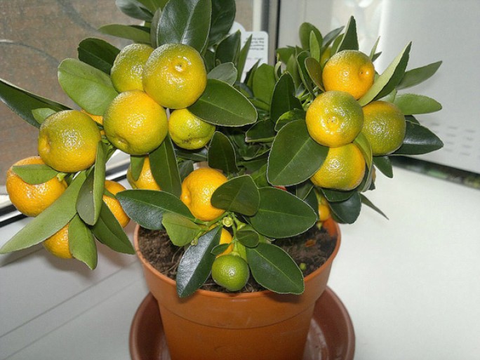 Любовь к апельсинам: советы по выращиванию 'домашних' цитрусов