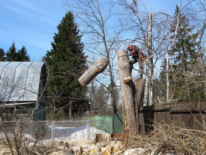 Чтобы спилить дерево, надо получить разрешение –  предупреждает начальник райинспекции природных ресурсов и охраны окружающей среды Андрей Дикевич