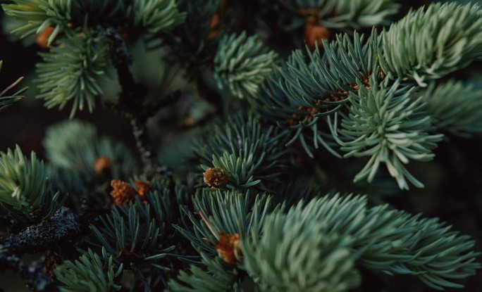 За незаконною вырубку новогодних деревьев грозит штраф от 145 до 870 рублей